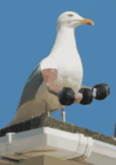 A Seagull With Dumbbells On Its Feet Is Sitting On A Roof GIF
