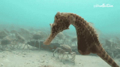 A Seahorse Is Eating A Small Crab In The Ocean . GIF