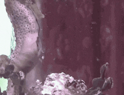 A Seahorse Is Swimming In A Tank Of Water Next To A Sponge . GIF