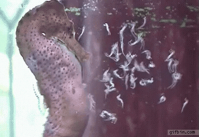 A Seahorse Is Swimming In A Tank Of Water With A Bunch Of Worms . GIF