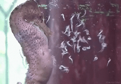 A Seahorse Is Swimming In A Tank Of Water With A Lot Of Bubbles Coming Out Of It . GIF