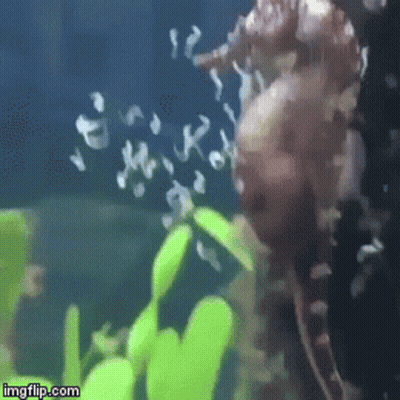 A Seahorse Is Swimming In A Tank With Bubbles Coming Out Of It 'S Mouth GIF
