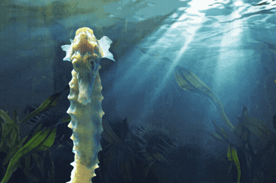 A Seahorse Is Swimming In The Water And Looking Up At The Sun GIF