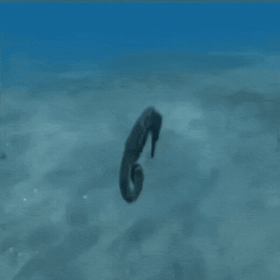 A Seahorse Swimming In The Ocean With The Letter G On Its Back GIF