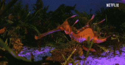 A Seahorse With A Long Beak Is Swimming In A Tank With Netflix Written On The Bottom GIF
