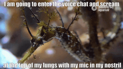 A Seahorse With The Caption I Am Going To Enter The Voice Chat And Scream GIF