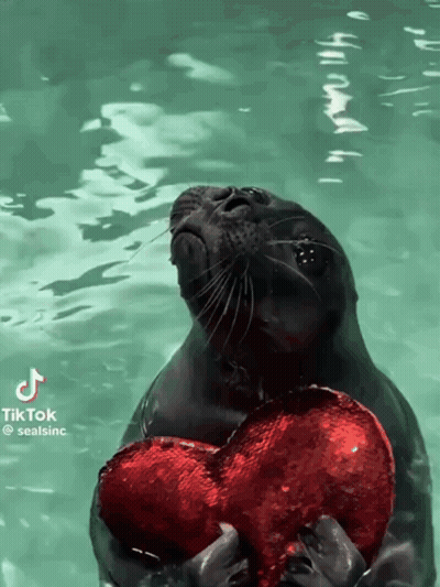 A Seal Holding A Red Heart In The Water With A Tiktok Watermark On It GIF