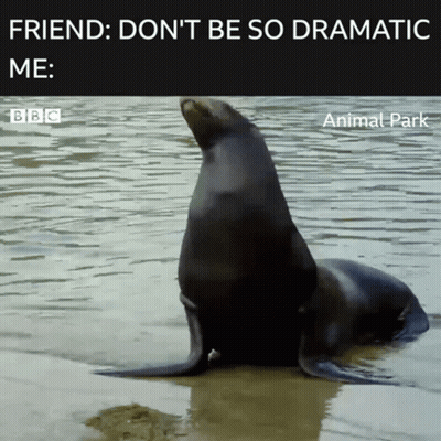 A Seal In The Water With The Caption Friend : Don 'T Be So Dramatic Me Bbc Animal Park GIF