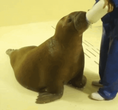 A Seal Is Being Fed From A Bottle By A Person In Blue Pants GIF