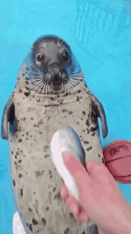 A Seal Is Being Petted By A Person With A Blue Background GIF