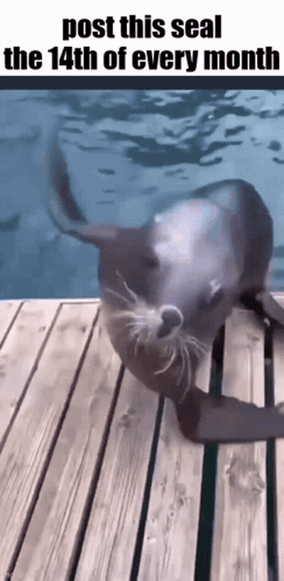 A Seal Is Crawling On A Wooden Dock In The Water . GIF