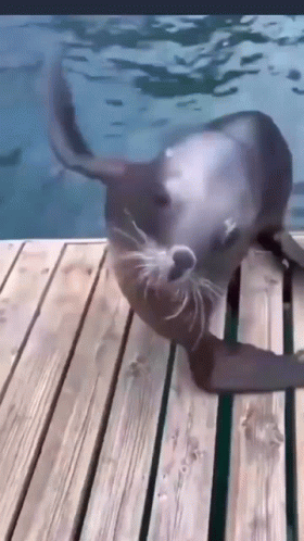 A Seal Is Crawling On A Wooden Dock In The Water . GIF