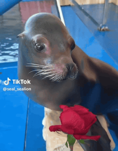 A Seal Is Holding A Red Rose In Its Mouth And A Tiktok Logo Can Be Seen In The Background GIF
