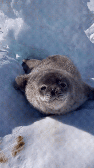 A Seal Is Laying Down In The Snow And Looking At The Camera GIF
