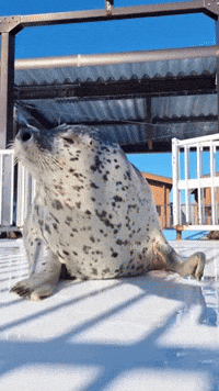 A Seal Is Laying In The Snow On A Deck GIF