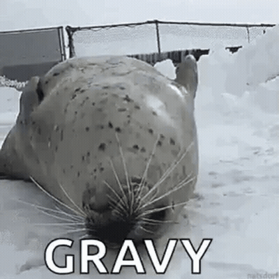 A Seal Is Laying In The Snow With Its Mouth Open And Says Gravy . GIF