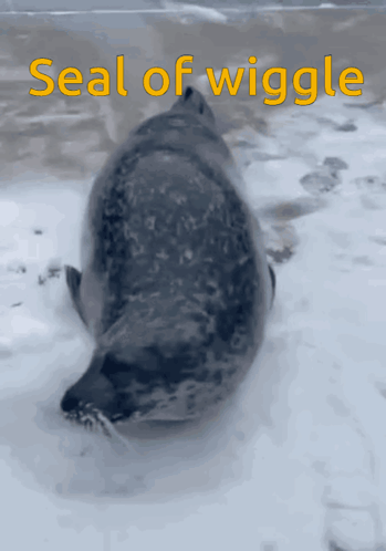 A Seal Is Laying In The Snow With The Words Seal Of Wiggle Below It GIF