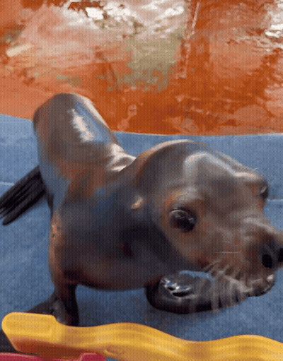 A Seal Is Laying On A Blue Surface Near A Pool GIF