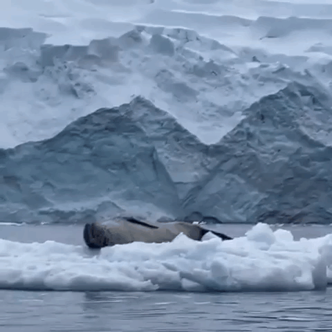 A Seal Is Laying On A Piece Of Ice In Front Of A Snowy Mountain . GIF