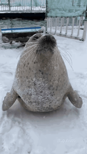 A Seal Is Laying On Its Back In The Snow Looking At The Camera GIF