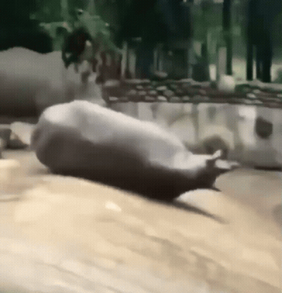 A Seal Is Laying On Its Back On A Sandy Beach . GIF