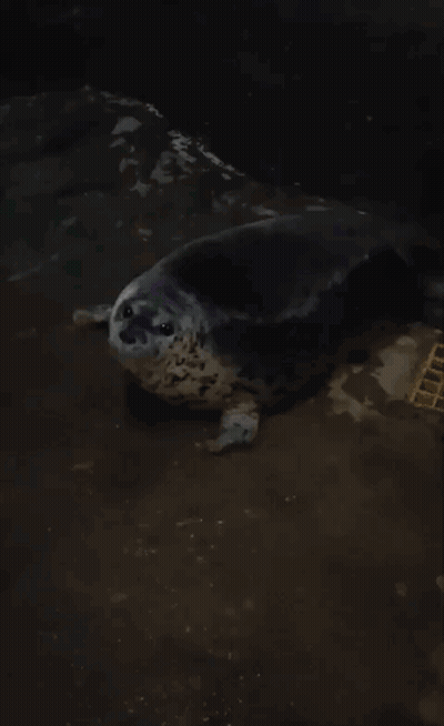 A Seal Is Laying On The Ground In A Dark Room GIF