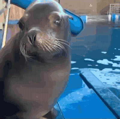 A Seal Is Looking At The Camera In A Pool With A Blue Slide In The Background GIF