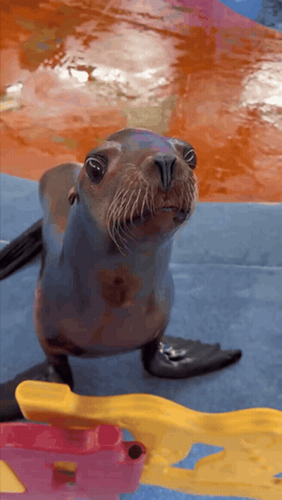 A Seal Is Looking At The Camera While Sitting On A Blue Surface GIF