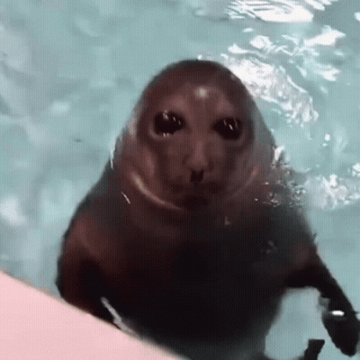 A Seal Is Looking At The Camera While Swimming In The Water . GIF