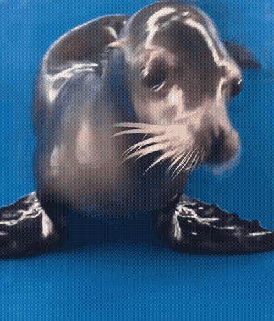 A Seal Is Looking At The Camera With A Blue Background GIF