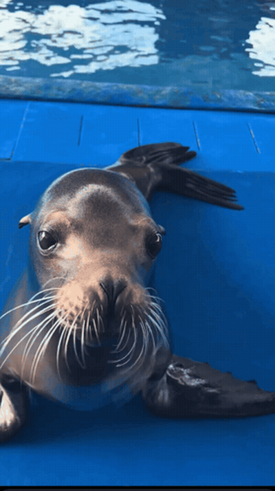 A Seal Is Looking At The Camera With A Blue Background GIF