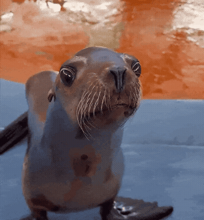 A Seal Is Looking At The Camera With A Red Background GIF