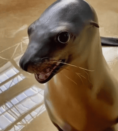 A Seal Is Looking At The Camera With Its Mouth Open . GIF