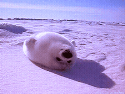 A Seal Is Rolling Around In The Snow With The Caption " What Should We Call Me " Below It GIF