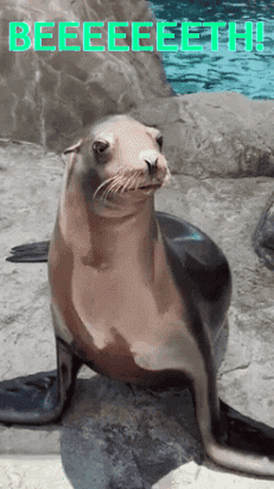 A Seal Is Sitting On A Rock With The Words Beeeeeeeth Written Above It GIF