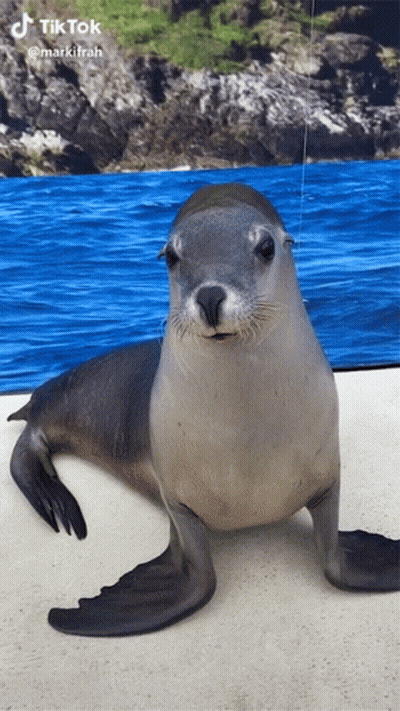A Seal Is Standing In Front Of A Blue Ocean And A Rocky Shoreline In A Tik Tok Video GIF