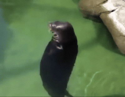 A Seal Is Standing In The Water With Its Mouth Open And A Rock In The Background . GIF
