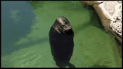 A Seal Is Standing In The Water With The Word Orbo On The Bottom Right GIF