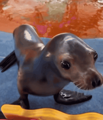a seal is standing on a blue blanket in the water
