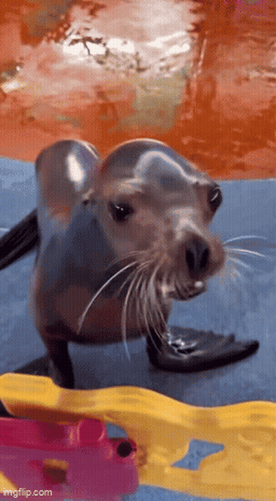 A Seal Is Standing On A Blue Mat In The Water And Looking At The Camera GIF