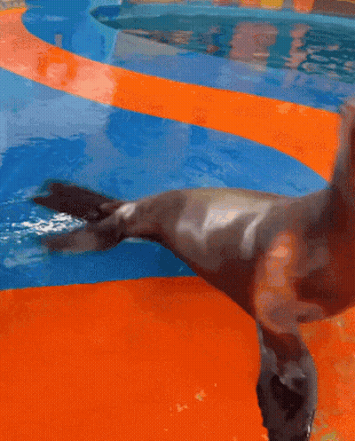 A Seal Is Standing On Its Hind Legs In A Swimming Pool GIF