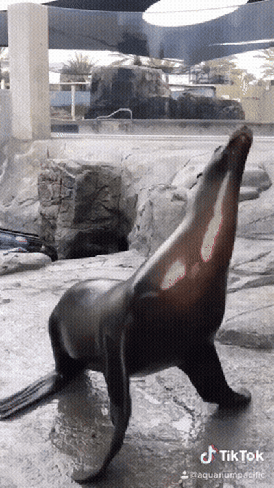 A Seal Is Standing On Its Hind Legs In Front Of A Waterfall And A Sign That Says Tik Tok GIF