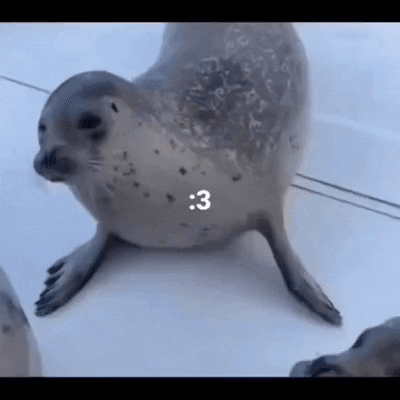 A Seal Is Standing On Its Hind Legs On A Boat And Looking At The Camera . GIF