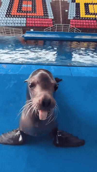 A Seal Is Sticking Its Tongue Out In Front Of A Stadium That Has The Word Gators On It GIF