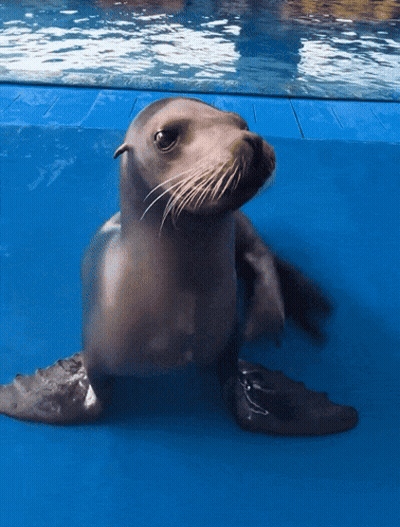 A Seal Is Swimming In A Blue Pool GIF