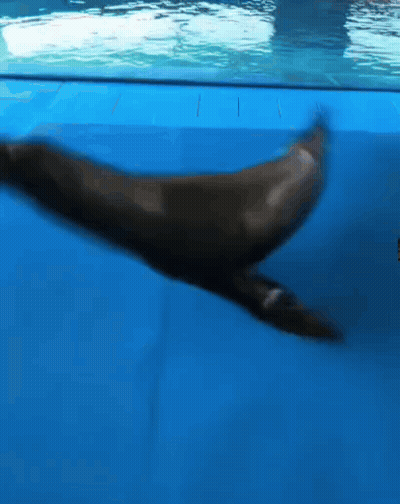 A Seal Is Swimming In A Blue Pool With A Blurry Background GIF