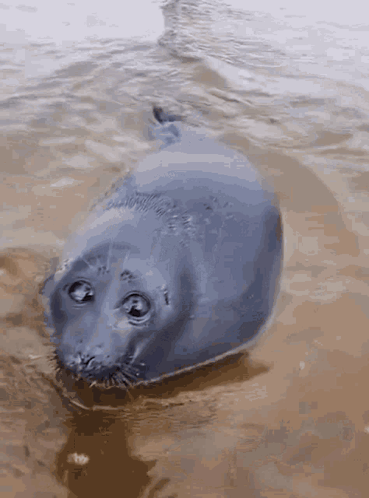 A Seal Is Swimming In A Body Of Water And Looking At The Camera GIF