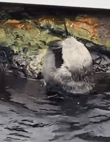 A Seal Is Swimming In A Body Of Water Near A Rock . GIF