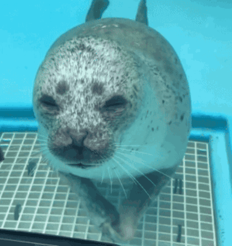 A Seal Is Swimming In A Pool And Looking At The Camera GIF