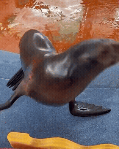 A Seal Is Swimming In A Pool Next To A Yellow Toy GIF